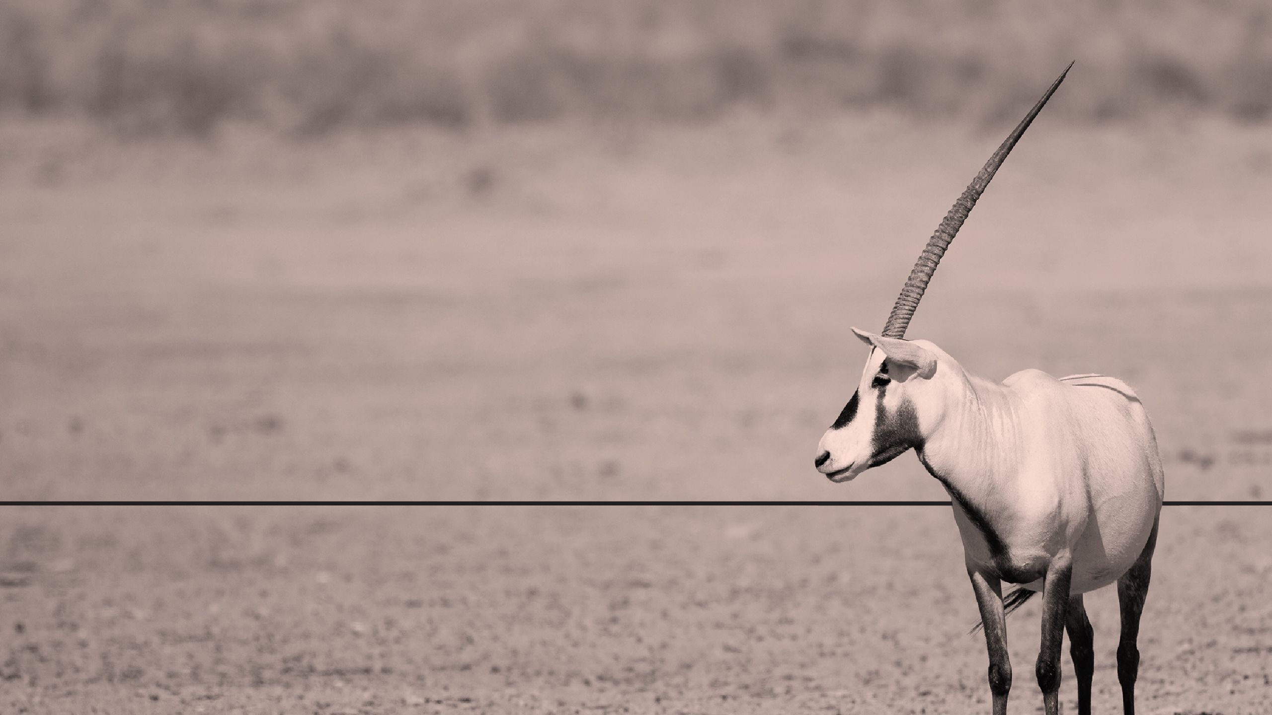 Cleary Gottlieb | Consortium Deals Provide Options for Private Equity in Challenging Market