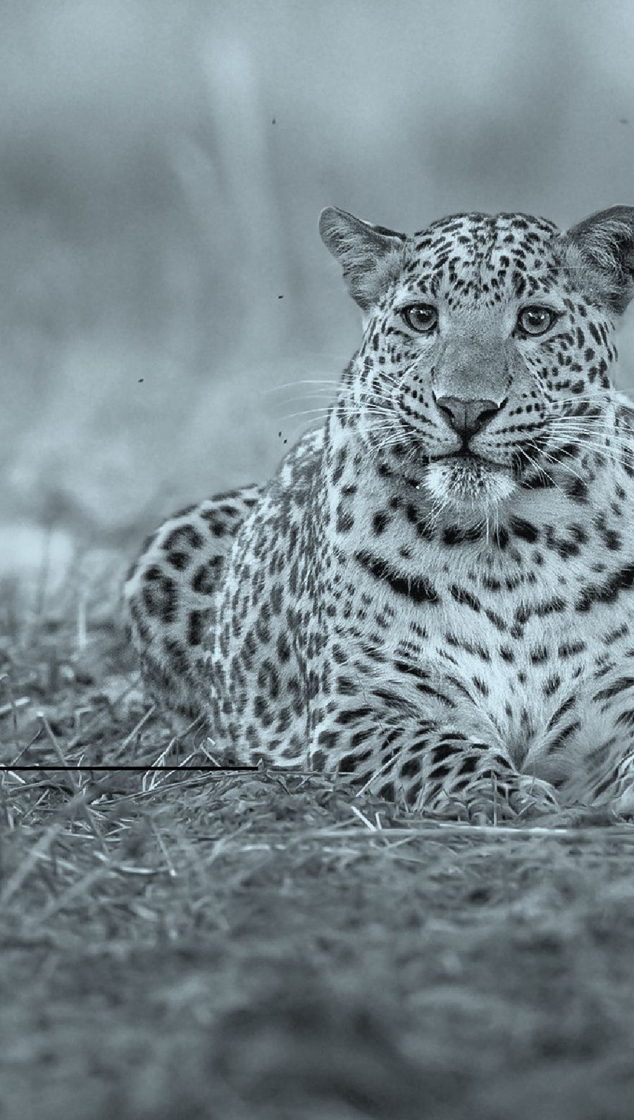 Private Equity Market Snapshot | 2024 Roundup Cleary Gottlieb