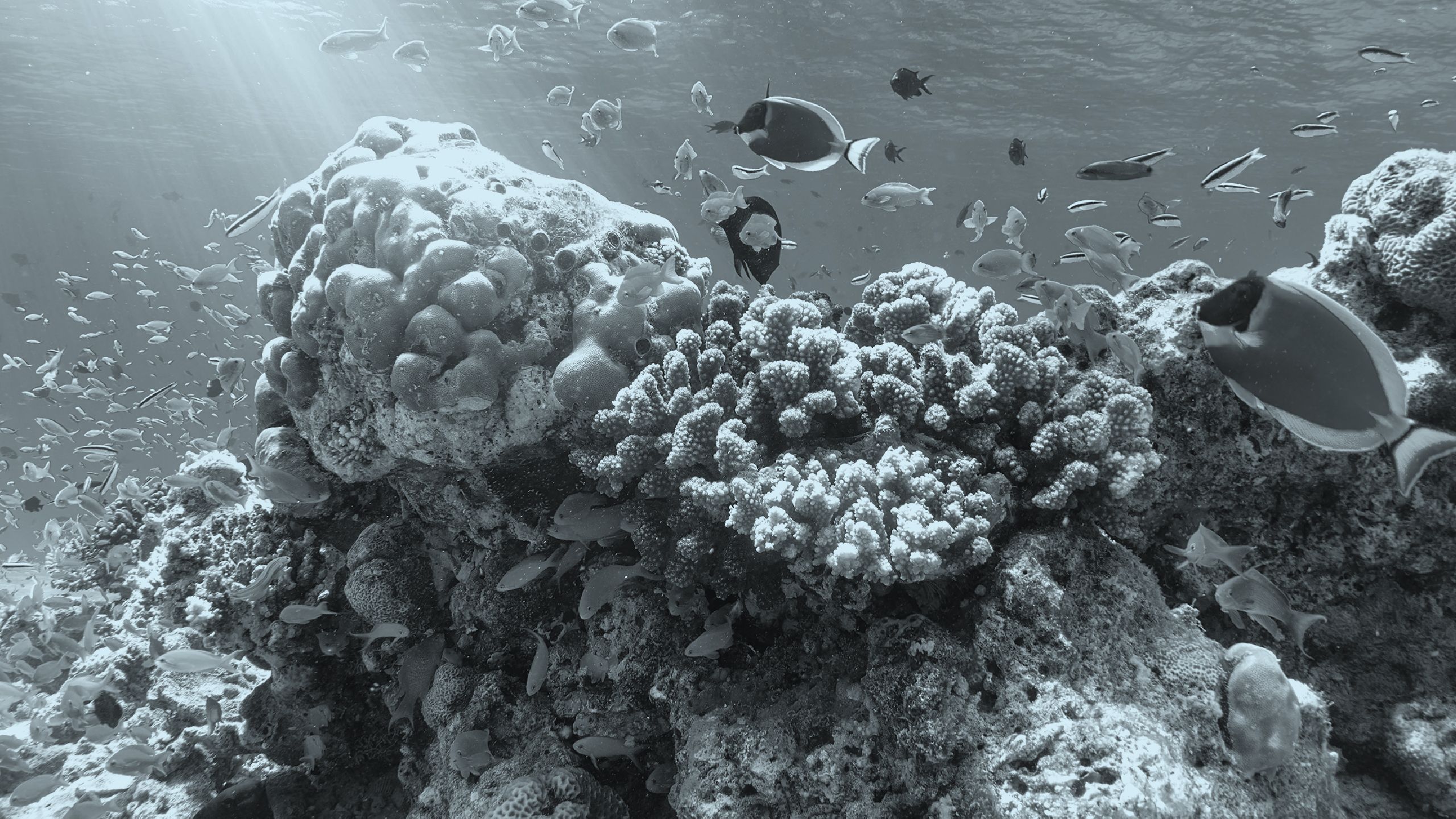 Evergreen Fund Companies